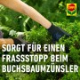 Anwendung von Compo Buchsbaumzünsler K.O. zum Schutz des Buchsbaums.