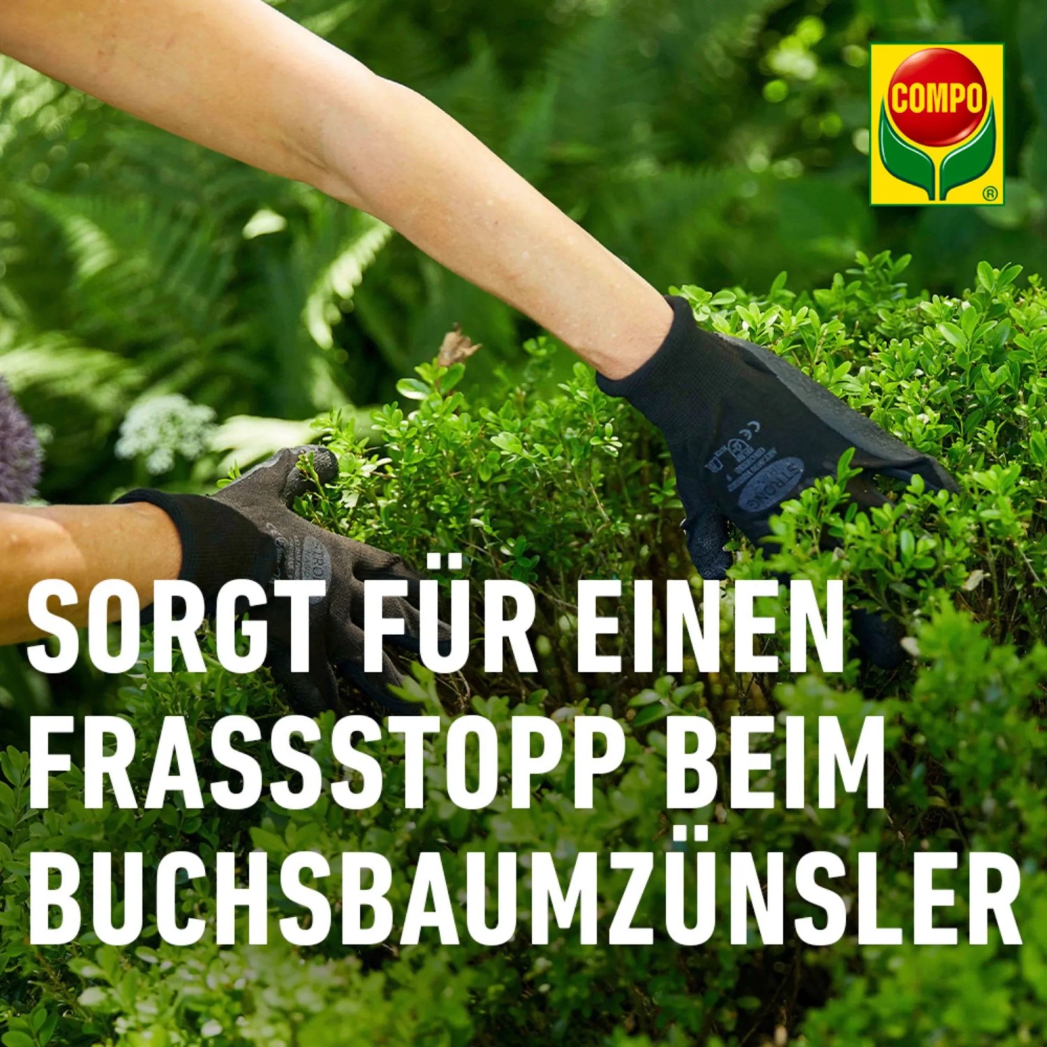 Anwendung von Compo Buchsbaumzünsler K.O. zum Schutz des Buchsbaums.