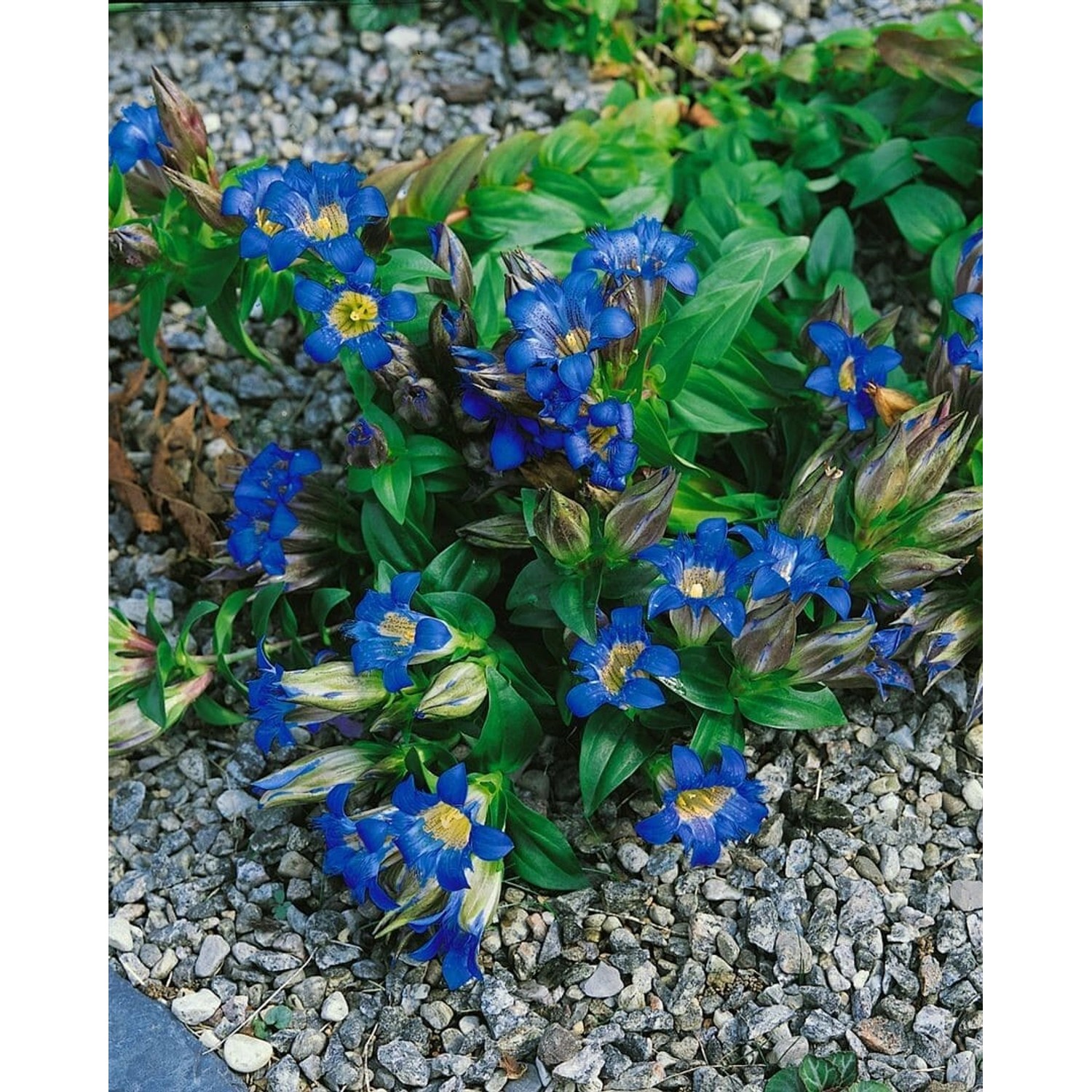 Gentiana Septemfida Siebenfacher Enzian Ca. 9x9 cm Topf günstig online kaufen