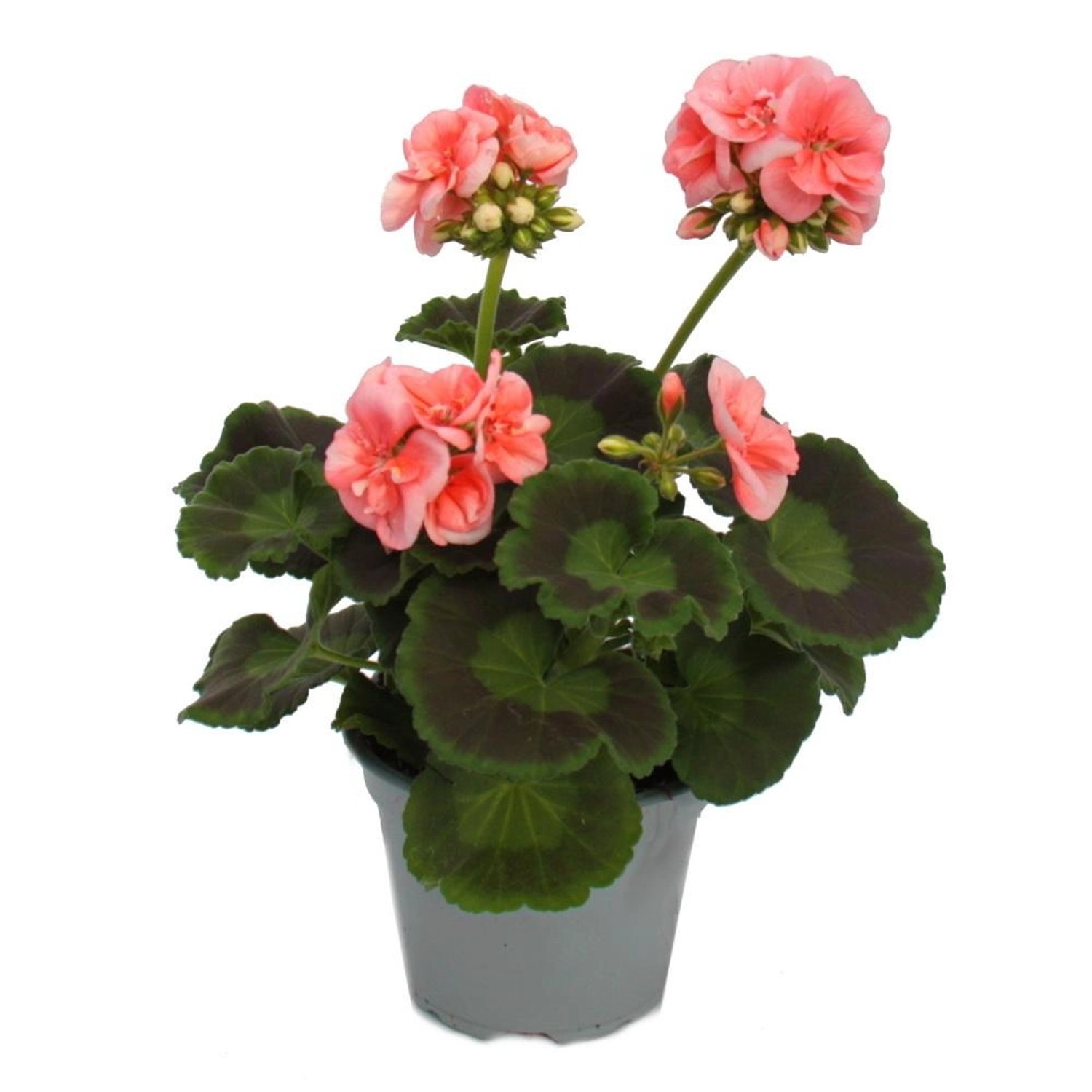 Exotenherz Geranien Stehend Pelargonium Zonale 12cm Topf Set mit 3