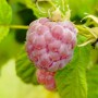 Nahaufnahme: Violette Himbeere 'Glen Coe' (Rubus idaeus) am Strauch mit grünen Blättern.