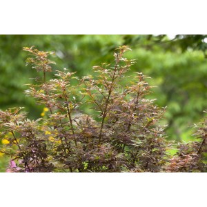 Acer Palmatum Jerre Schwartz, Japanischer Ahorn mit rot-grünem Laub im Garten.
