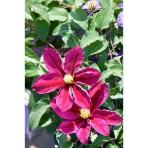 Nahaufnahme: Rotviolette Clematis Hybride 'Sunset' Waldrebe mit grünen Blättern.