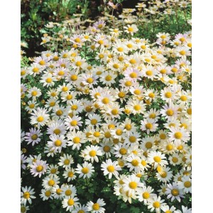 Nahaufnahme von vielen weißen Gartenchrysanthemen (Dendranthema Arcticum Stella) mit gelber Mitte.
