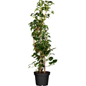 Kletterhortensie im Topf, ca. 60-80 cm hoch, mit grünen Blättern und Rankhilfe.