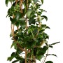 Kletterhortensie im Topf, ca. 60-80 cm hoch, mit grünen Blättern und Rankhilfe.