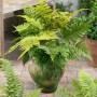 Rotschleierfarn (Dryopteris Erythrosora) im Topf, grüne Blätter, ideal für schattige Standorte.
