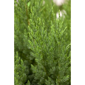 Immergrüner Chinesischer Wacholder (Juniperus Chinensis Stricta) mit grünen Nadeln.