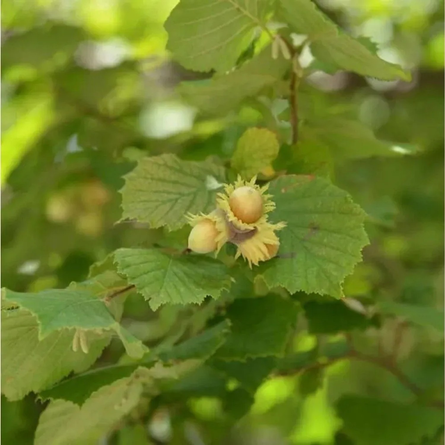 Riesenhaselnuß Hallesche Riesennuß 60-80cm - Corylus avellana