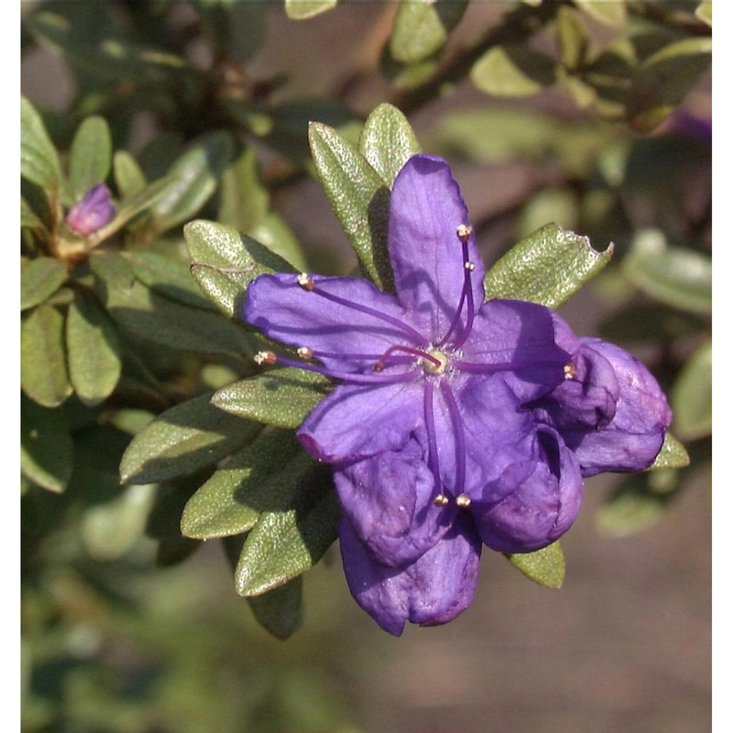 Rhododendron tricanthum 30-40cm günstig online kaufen