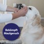 Anwendung des Canosept Zahnpflege Sprays zur Maulhygiene bei einem hellen Hund.