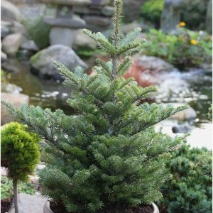Koreatanne Molli, Abies koreana, im Topf. Kompakter Nadelbaum mit grünen Nadeln für Garten & Kübel.