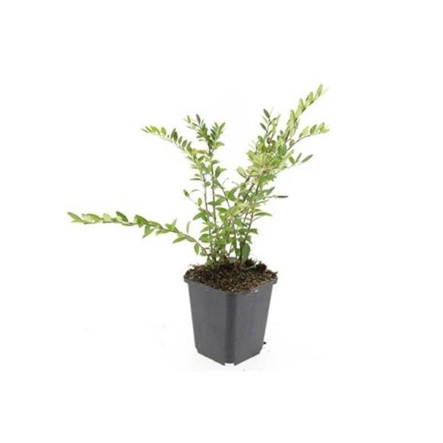 Exotenherz Bodendecker Böschungsmyrthe Heckenkirsche Lonicera Pileata 9cm T günstig online kaufen