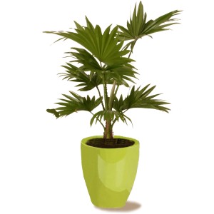 Scheurich Pflanzgefäß 620, Ø 13 cm, Tropical Green, mit Pflanze im passenden Übertopf.