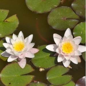 Seerose Marliacea Rosea - Nymphaea
