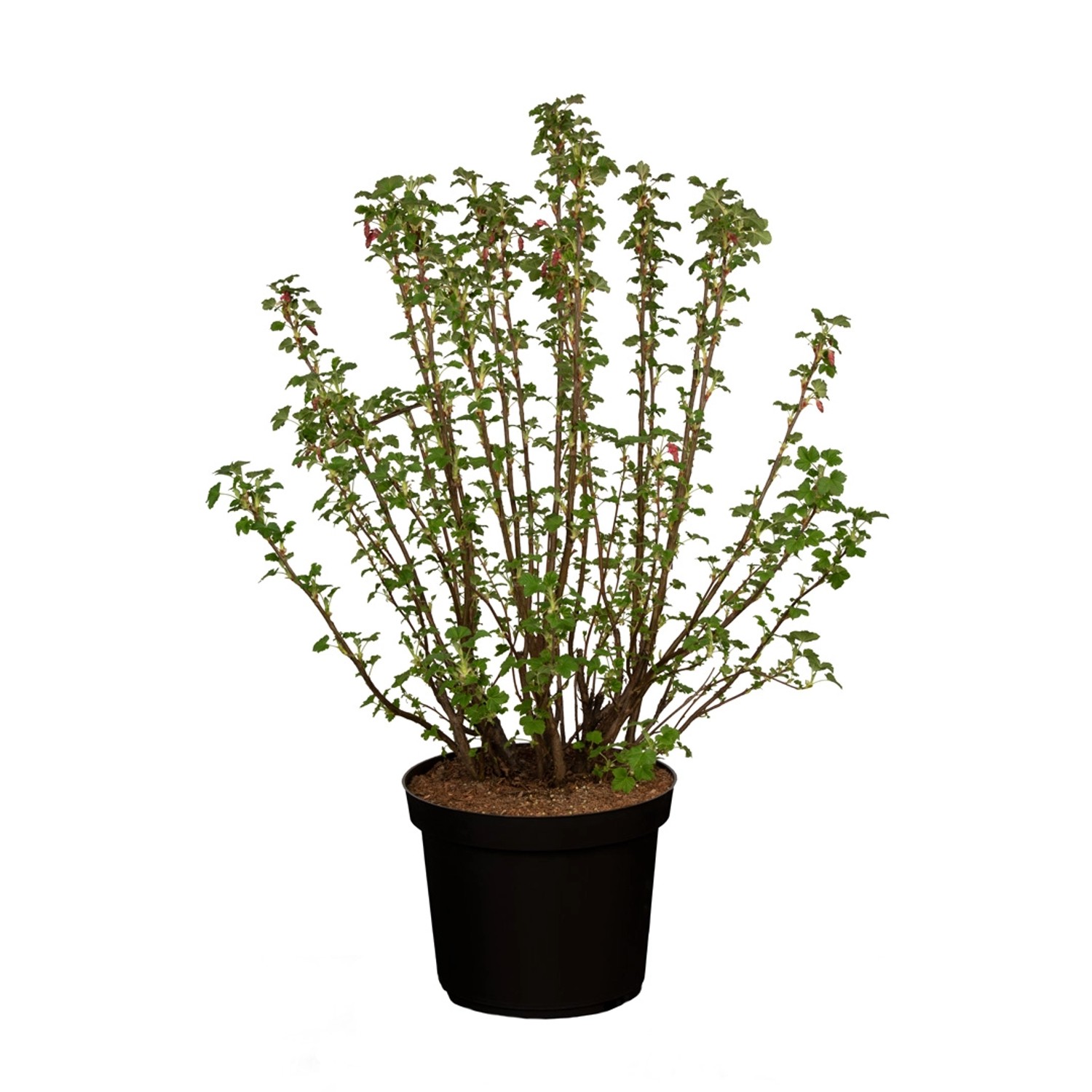 GROW by OBI Zierjohannisbeere King Edward Rot Höhe ca. 80 - 100 cm günstig online kaufen