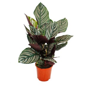Calathea Ornata im Topf: Exotische Schattenpflanze mit auffälligem Blattmuster in Grün und Rosa.