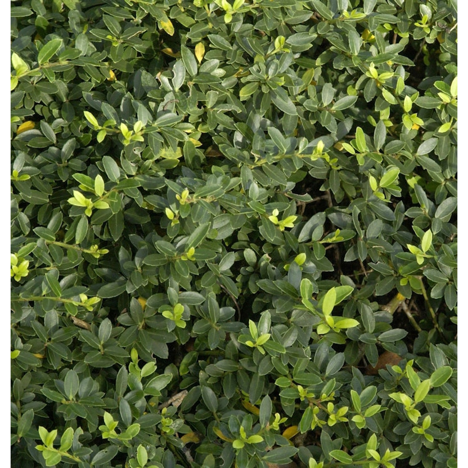 Kegelschnitt Löffel Ilex Dark Green 60-70cm - Ilex crenata günstig online kaufen