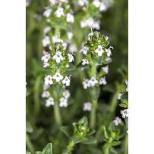 Weiß blühender Sand-Thymian (Thymus Serpyllum Var. Albus) im 9x9 cm Topf.
