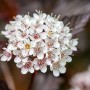 Nahaufnahme der weißen Blüte der Fasanenspiere Diable Dor mit dunklem Laub.