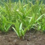 Dennerle Sagittaria Subulata Var. Pusilla Aquariumpflanze im Detail.
