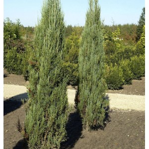 Zwei blaue Raketenwacholder (Juniperus scopulorum) im Garten, schlanke, säulenförmige Sträucher.
