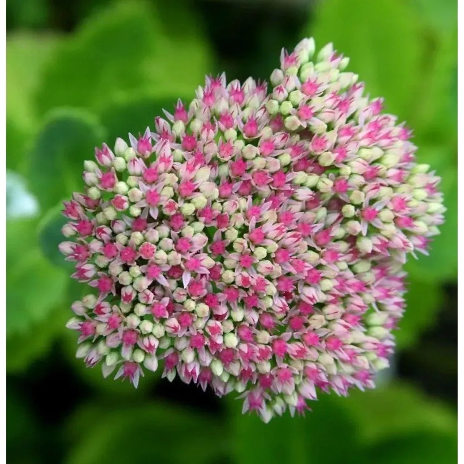 Große Fetthenne Seduction Pink Passion - Sedum telephium