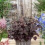 Silberglöckchen 'Molly Bush' im Topf: Dunkelrote Blätter und zarte, weiße Blüten der Staude.
