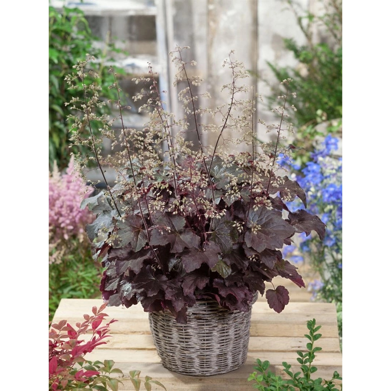 Heuchera Micrantha Molly Bush Silberglöckchen Ca. 11x11 cm Topf günstig online kaufen