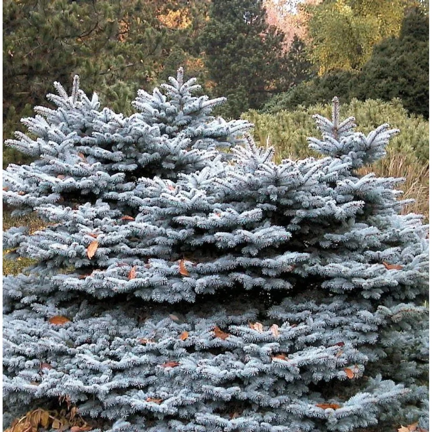 Zwergblaufichte 60-80cm - Picea pungens