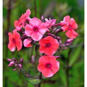 Nahaufnahme der Hohen Flammenblume 'Tequila Sunrise' (Phlox paniculata) mit pink-roten Blüten.