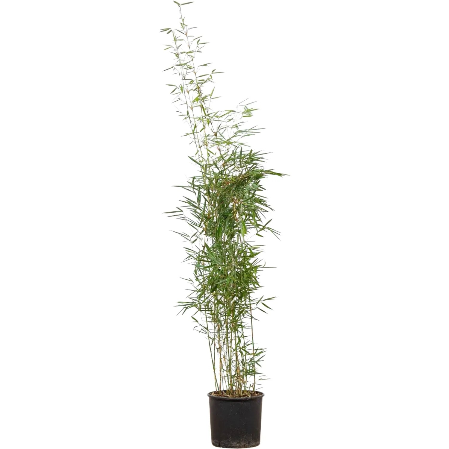 Heckenbambus Jumbo Set  15 Stck Hhe ca. 12 | Preisvergleich