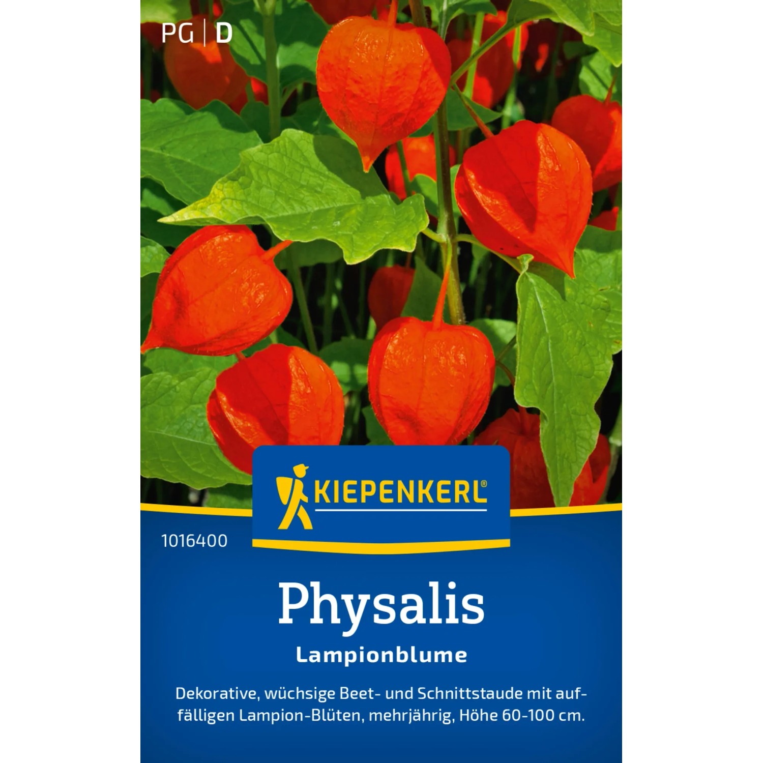 Kiepenkerl Physalis Lampionblume mit orangefarbenen Lampions und grünen Blättern.
