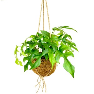 Hängendes Fensterblatt Monstera Minima im Kokodama-Gefäß (ca. 17cm), eine exotische Zimmerpflanze.