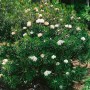 Immergrüner Rhododendron Roxieanum mit weißen Blüten, 25–30 cm hoch.