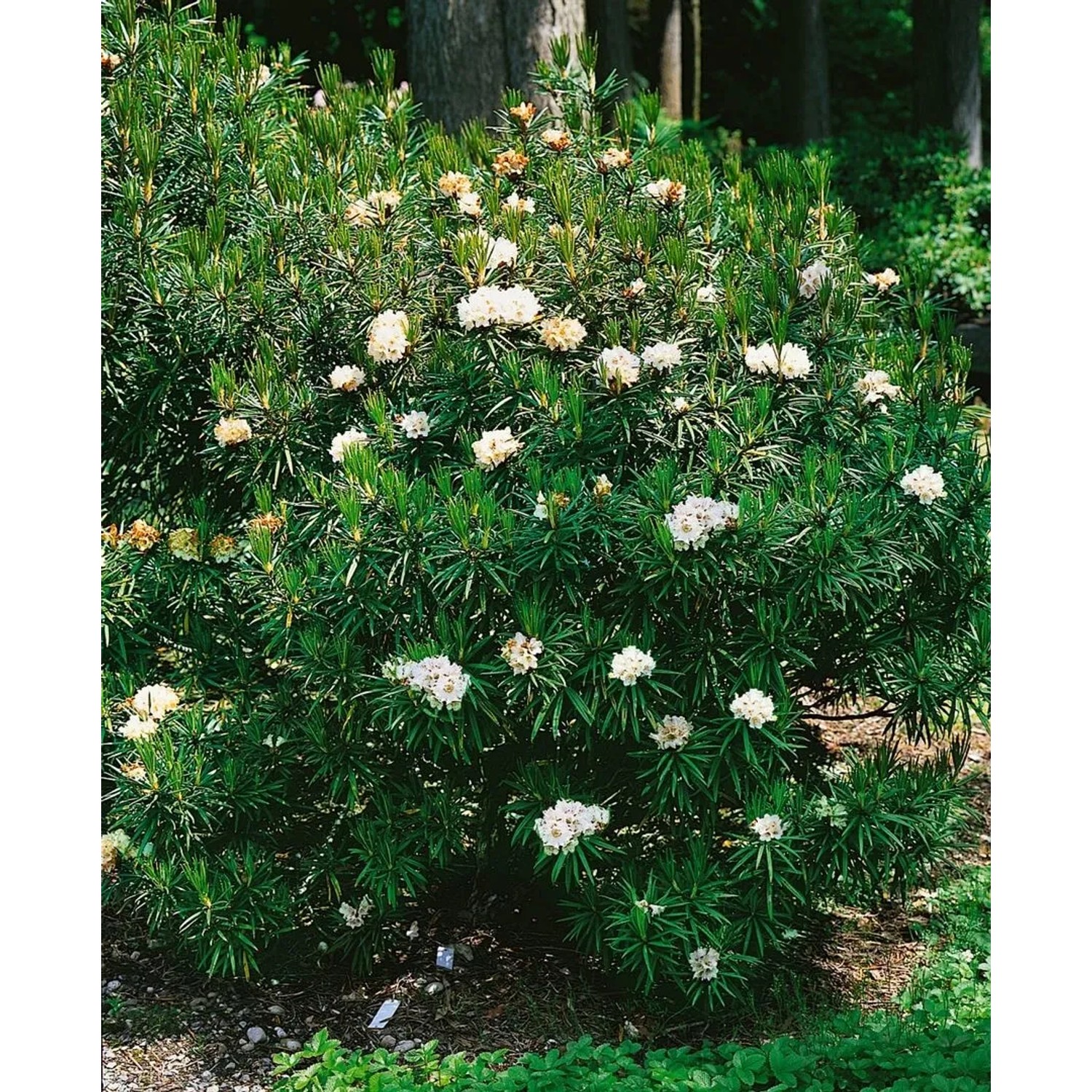 Immergrüner Rhododendron Roxieanum mit weißen Blüten, 25–30 cm hoch.
