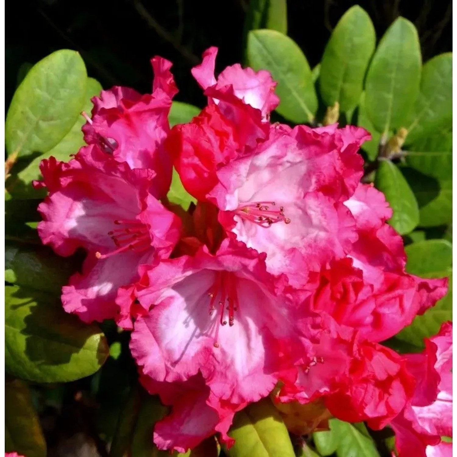 Image of INKARHO - Rhododendron Kokette 25-30cm - Alpenrose