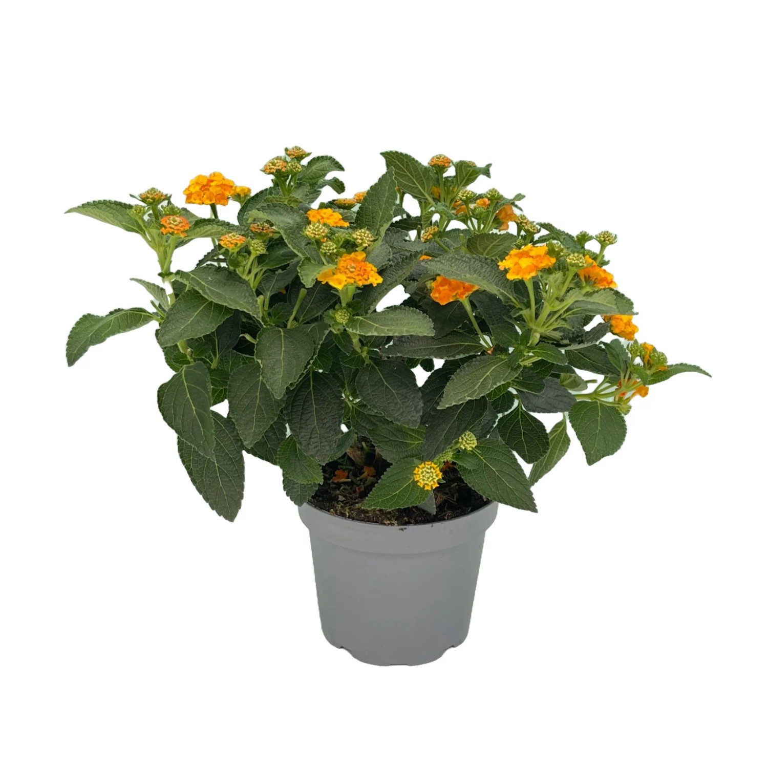 Orangefarbenes Wandelröschen im Topf, ca. 15 cm hoch. Blühende Kübelpflanze mit grünen Blättern.