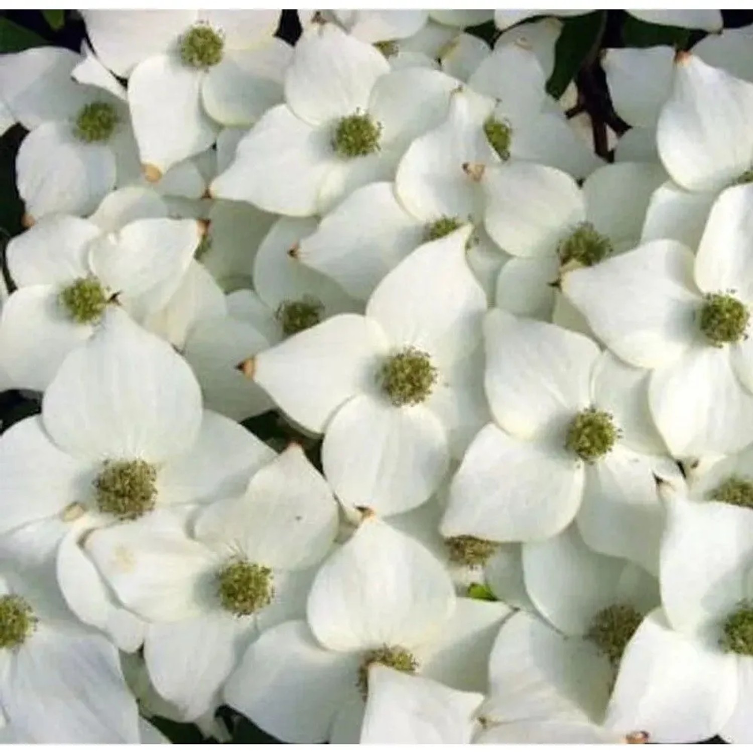 Japanischer Blumenhartriegel Milky Way 100-125cm - Cornus kousa