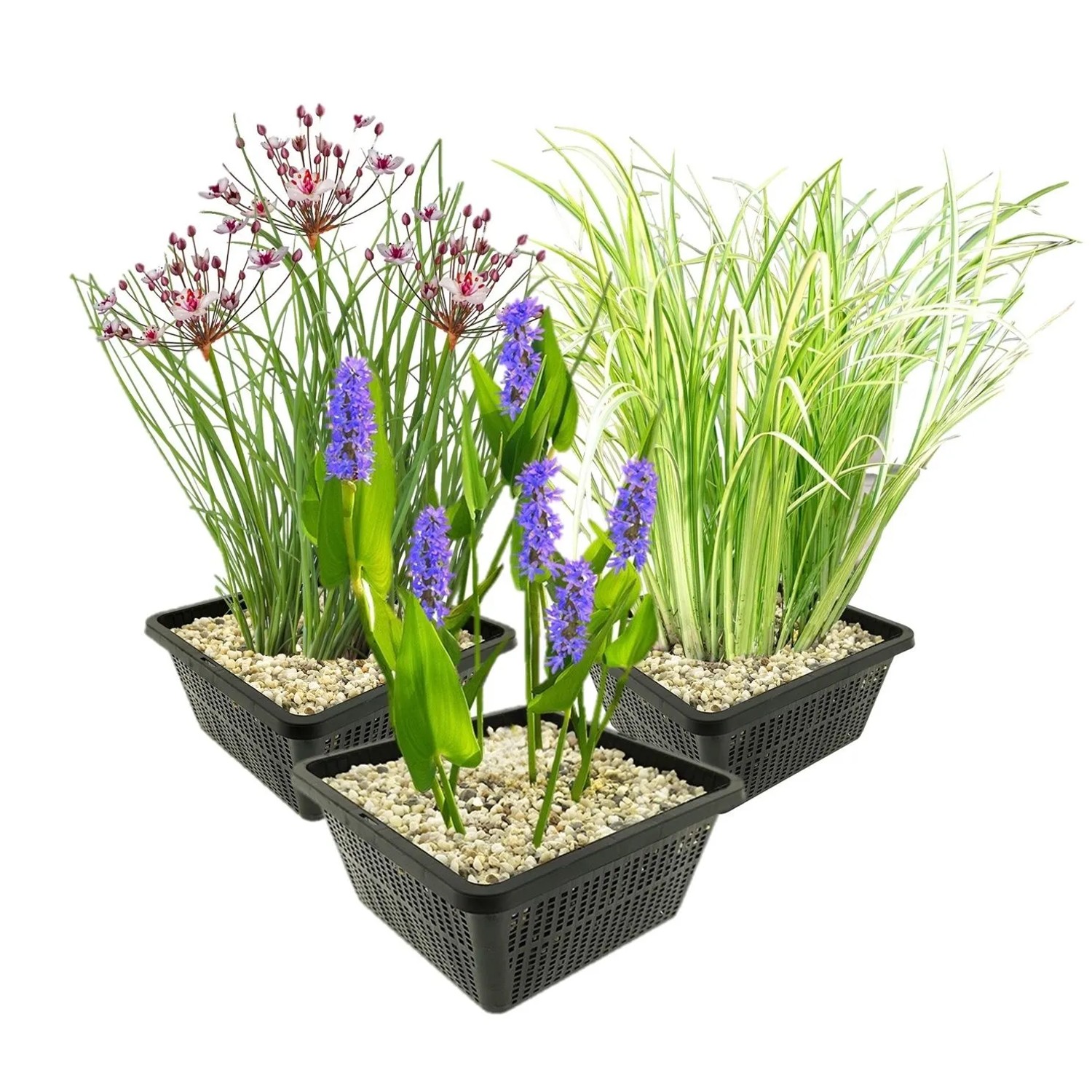 Vdvelde Wasserpflanzenset   12 Pflanzen 3 Sorten Korb Substrat Ton & Dünger