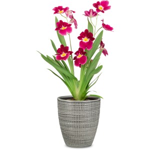 Scheurich Pflanzgefäß Pimienta, Ø 13cm, mit blühender Orchidee im grauen Übertopf.