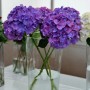 Blaue Bauernhortensie Jip Blue (Hydrangea macrophylla) in Glasvasen.