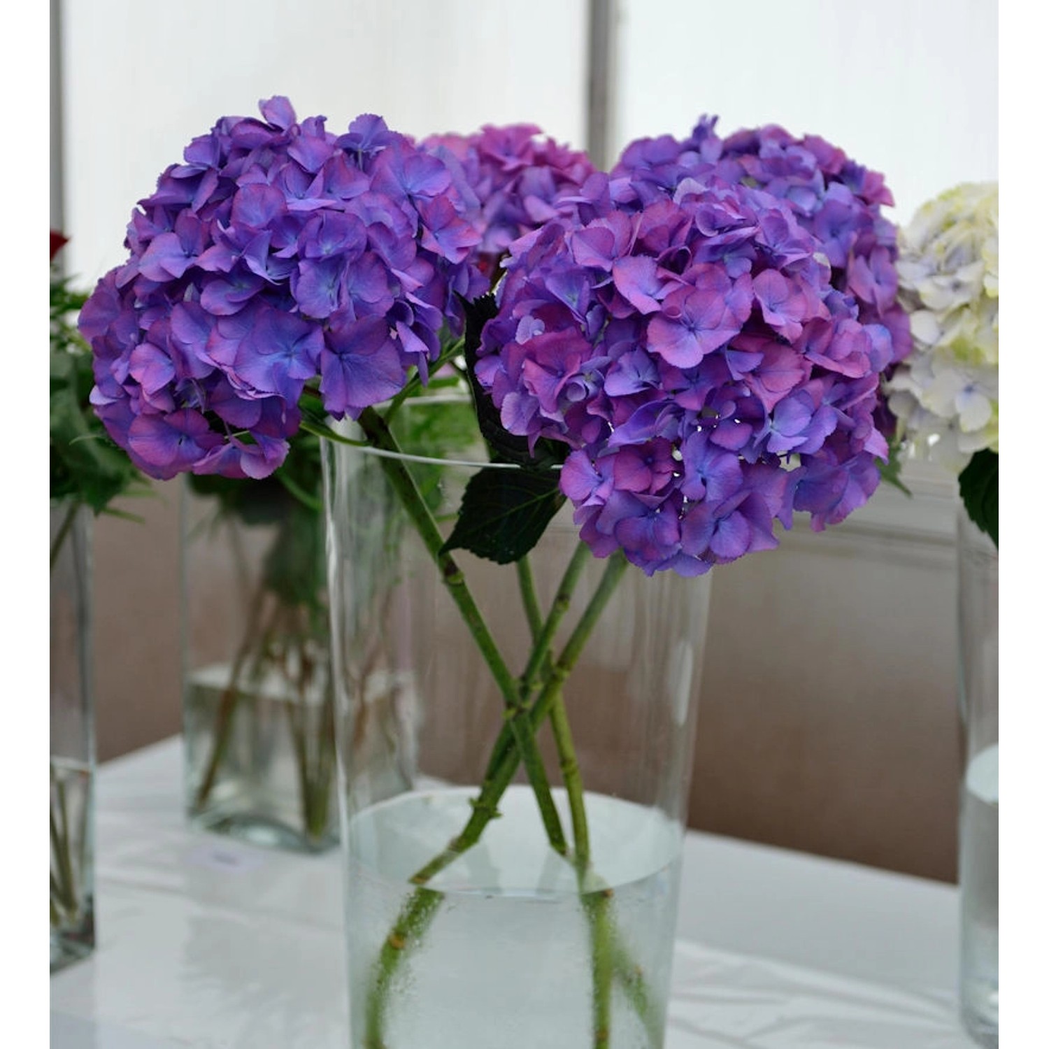 Bauernhortensie Jip Blue 30-40cm - Hydrangea macrophylla günstig online kaufen