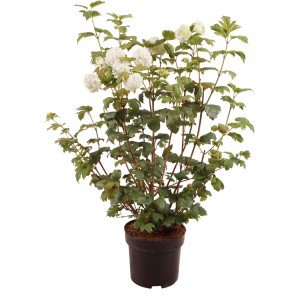 Gefüllter Schneeball 'Roseum' im Topf, ca. 100 cm hoch, mit weißen Blütenbällen.