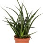 Bogenhanf Sanseveria Cylindrica im Topf, eine robuste und pflegeleichte Sukkulente von GROW by OBI.
