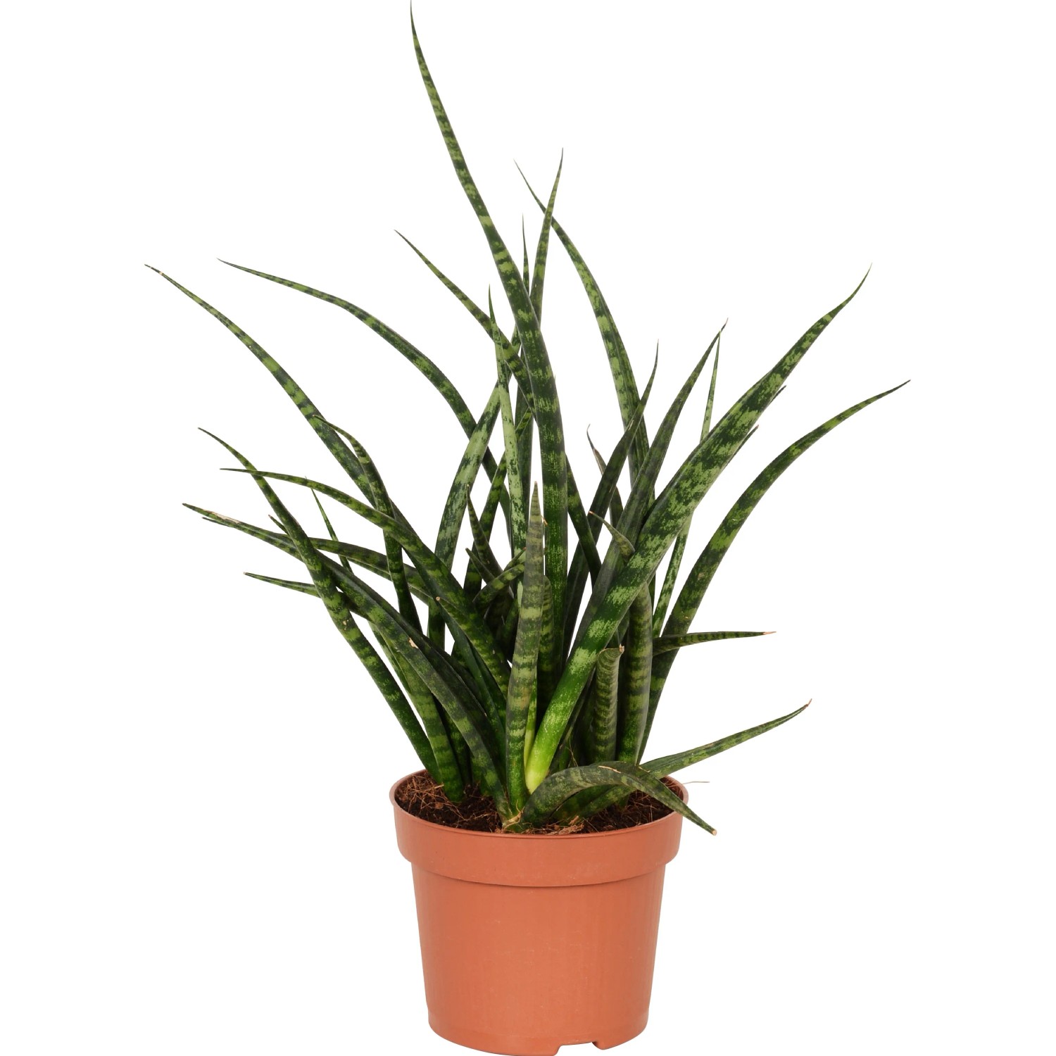 Bogenhanf Sanseveria Cylindrica im Topf, eine robuste und pflegeleichte Sukkulente von GROW by OBI.