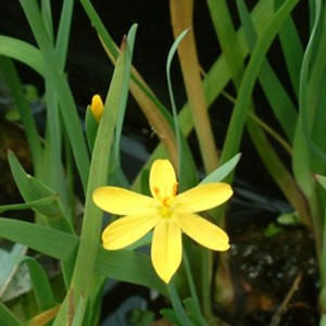 6 x Binsenlilie Sisyrinchium californicum Topf 9cm Immergrün