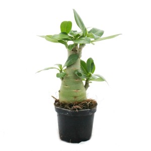 Kleine Wüstenrose (Adenium) im 9cm Topf. Grünpflanze mit verdicktem Stamm und grünen Blättern.