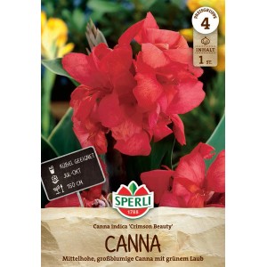 Sperli Blumenzwiebeln Blumenrohr Crimson Beauty