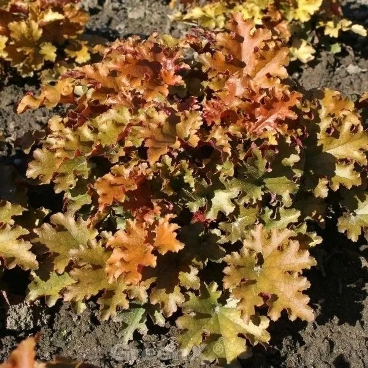 Purpurglöckchen Marmalade - großer Topf - Heuchera villosa